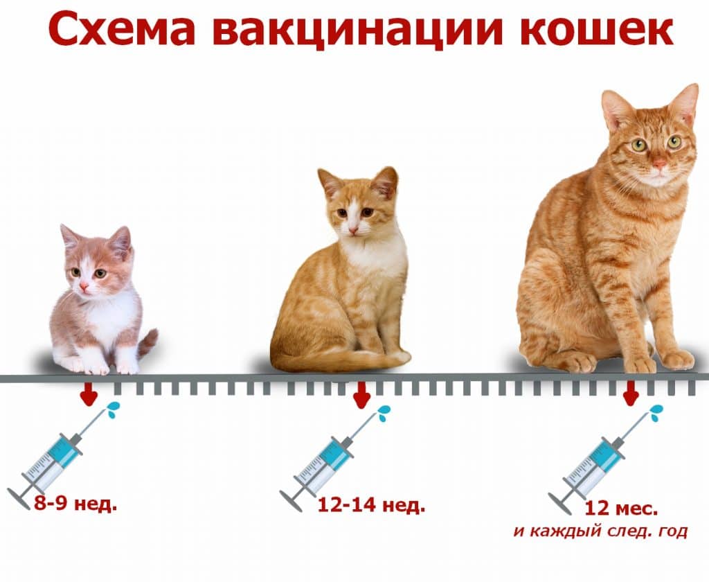 Календарь прививок - Avet