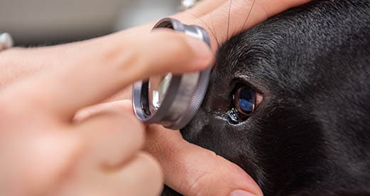 Прием ветеринара-офтальмолога в Киеве