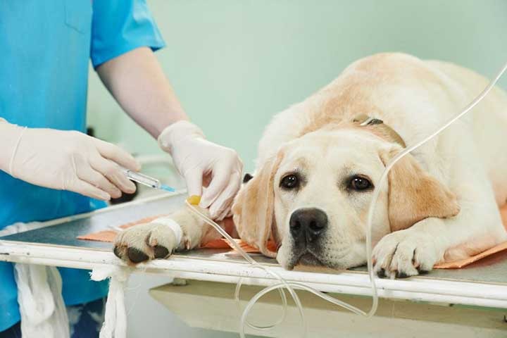 Анестезия для собак в клинике АВЕТ