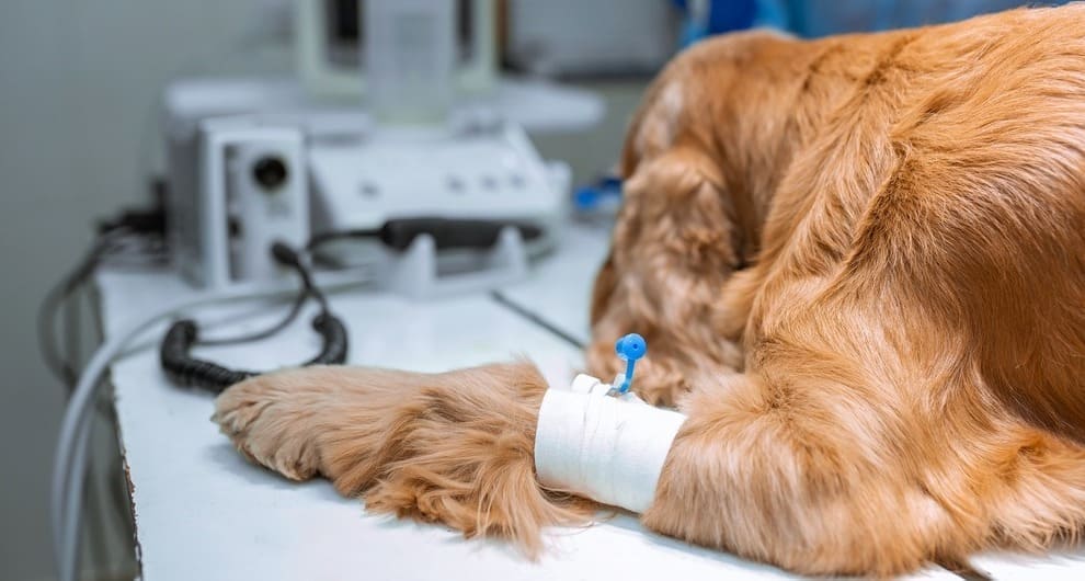 Лечение переломов домашних животных в Киеве