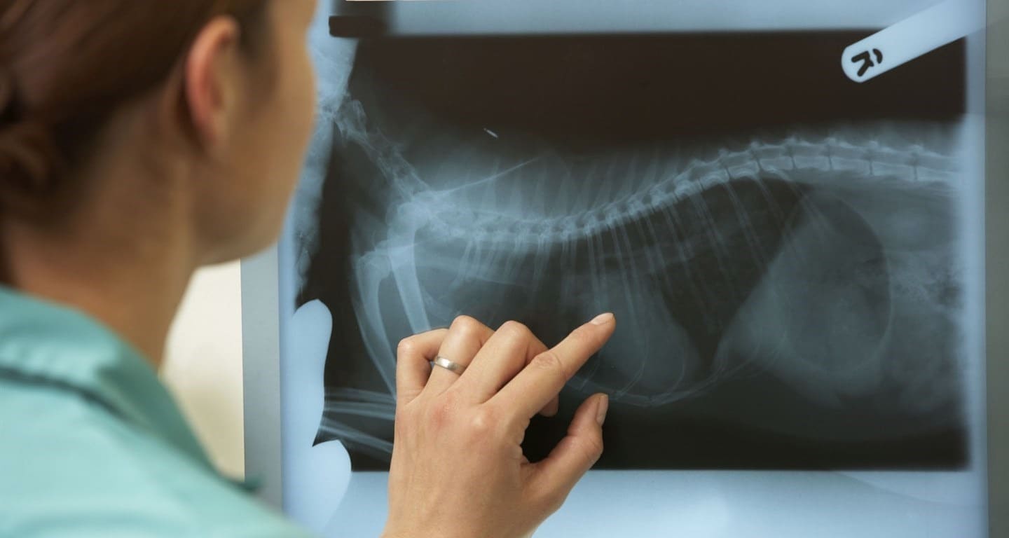 Проведение рентгена домашним животным в Киеве на Оболони